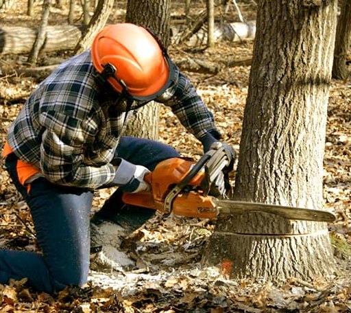 Tree Removal in New Burnside, IL